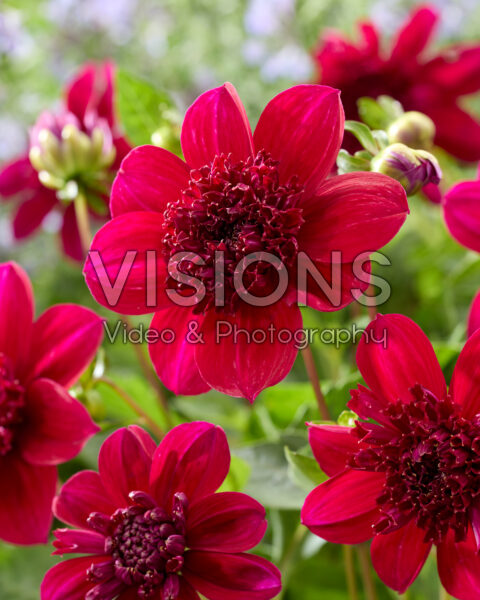 Dahlia Purpinka