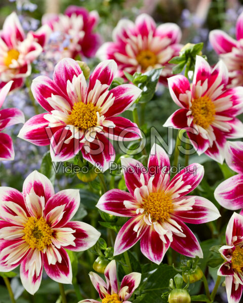 Dahlia Fashion Monger Dahlia Fashion Monger
