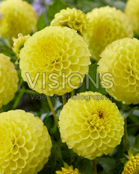 Dahlia Golden Torch