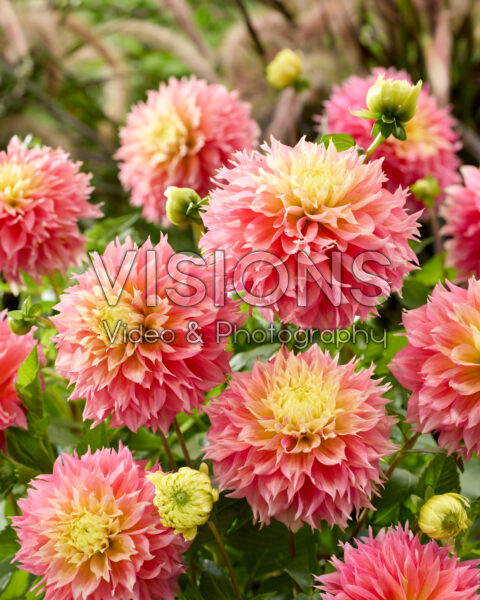 Dahlia Kogane Fubuki Dahlia Kogane Fubuki