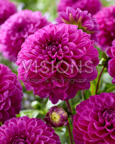 Dahlia Cartouche Dahlia Cartouche