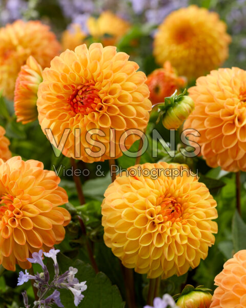 Dahlia Souvenir d'Ete Dahlia Souvenir d'Ete