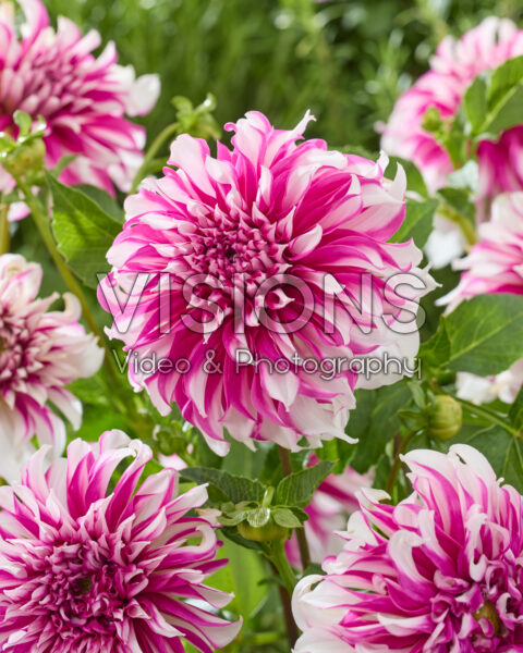 Dahlia Radegast
