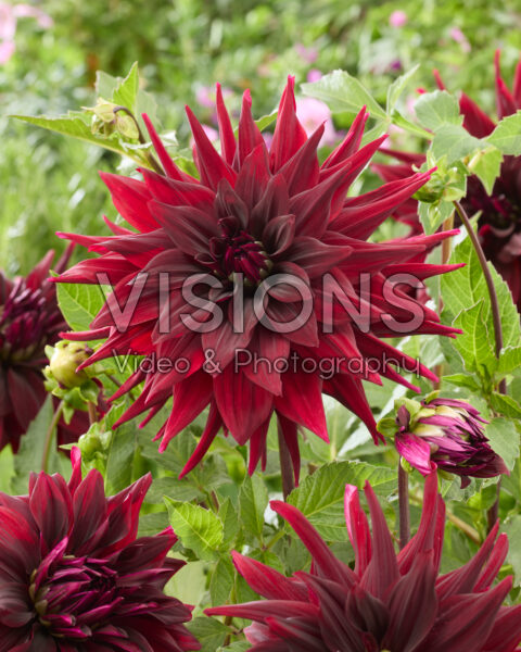 Dahlia Brigitta Alida Dahlia Brigitta Alida