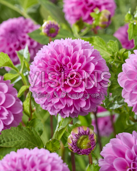 Dahlia Robann Regal Dahlia Robann Regal