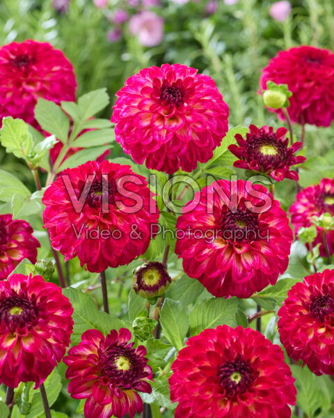 Dahlia Magic Mellie
