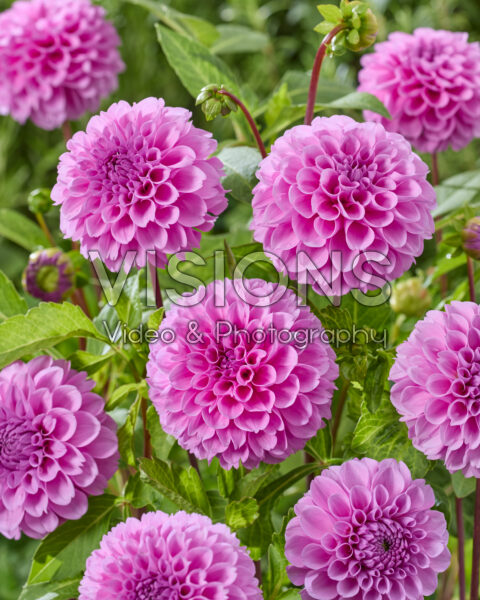 Dahlia Robann Regal