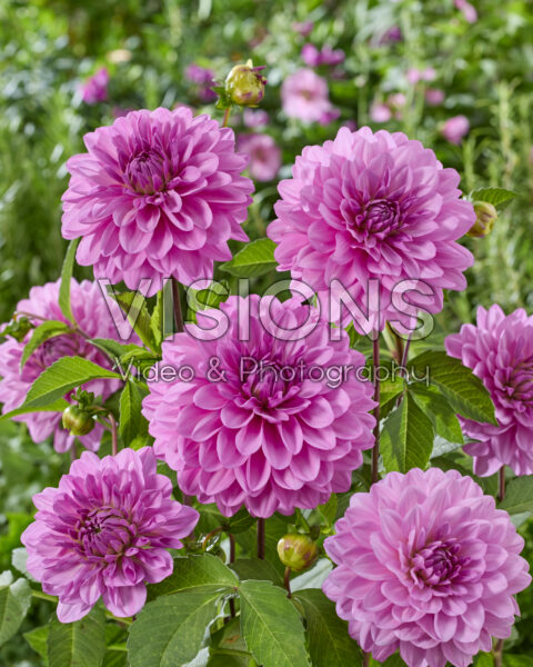 Dahlia Sturm Cato Dahlia Sturm Cato