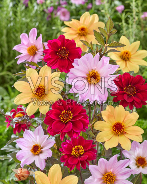 Dahlia Bishop mix Dahlia Bishop mix