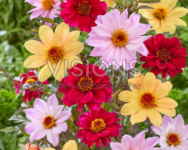 Dahlia Bishop mix