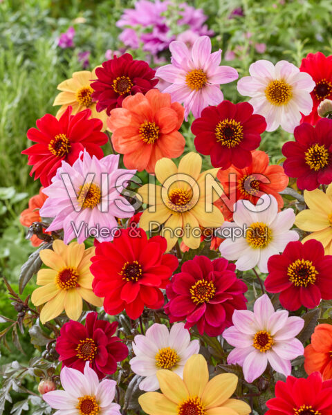 Dahlia Bishop mix