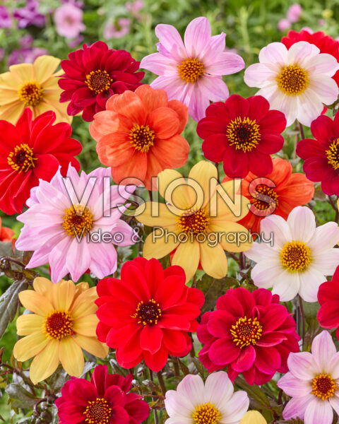 Dahlia Bishop mix Dahlia Bishop mix