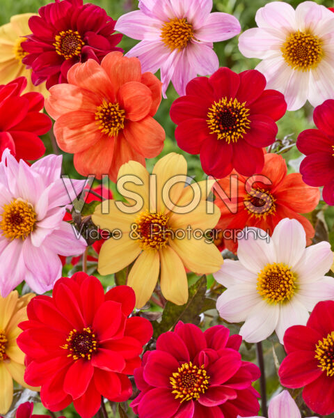 Dahlia Bishop mix