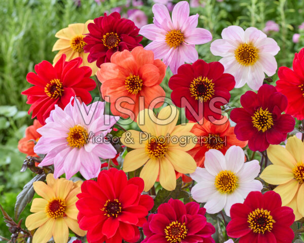 Dahlia Bishop mix