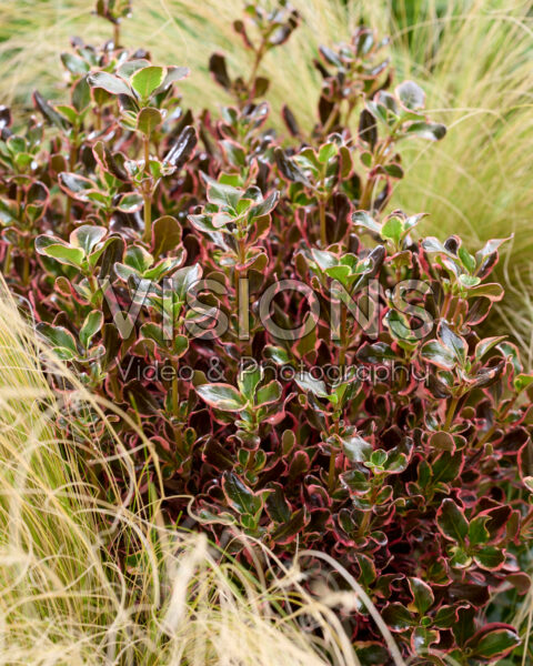 Coprosma