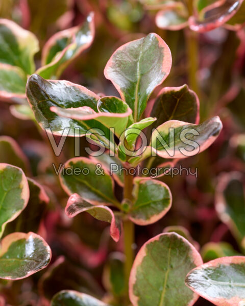 Coprosma