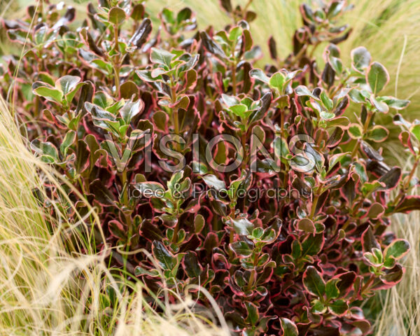 Coprosma Coprosma