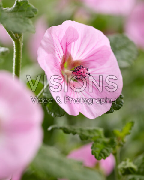 Anisodontea Carnival Lights® Cotton Candy Pink