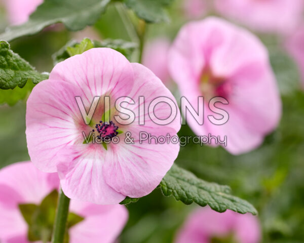 Anisodontea Carnival Lights® Cotton Candy Pink Anisodontea Carnival Lights® Cotton Candy Pink