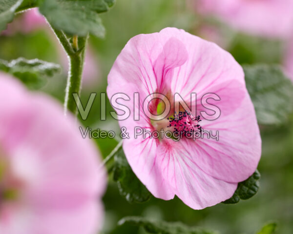 Anisodontea Carnival Lights® Cotton Candy Pink Anisodontea Carnival Lights® Cotton Candy Pink
