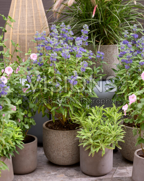 Caryopteris x clandonensis Grand Bleu