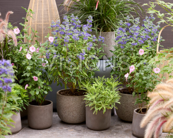 Caryopteris x clandonensis Grand Bleu