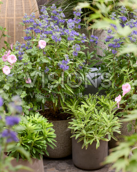 Caryopteris x clandonensis Grand Bleu Caryopteris x clandonensis Grand Bleu