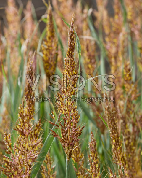 Sorghastrum nutans JS Michelito Sorghastrum nutans JS Michelito