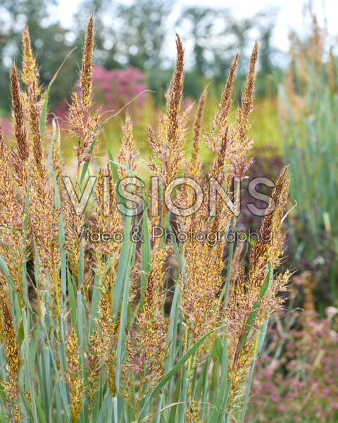 Sorghastrum nutans JS Michelito