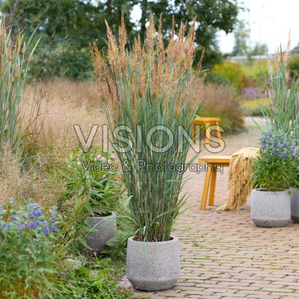 Sorghastrum nutans JS Michelito