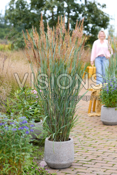 Sorghastrum nutans JS Michelito Sorghastrum nutans JS Michelito