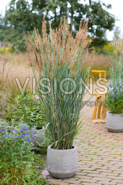Sorghastrum nutans JS Michelito