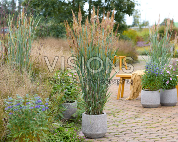 Sorghastrum nutans JS Michelito