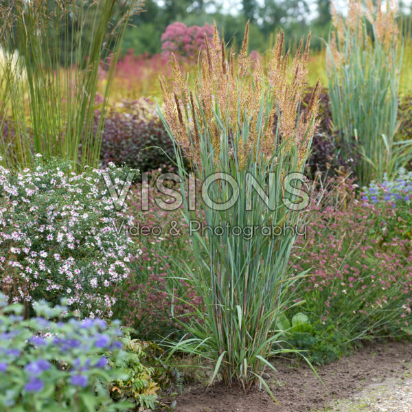 Sorghastrum nutans JS Michelito Sorghastrum nutans JS Michelito