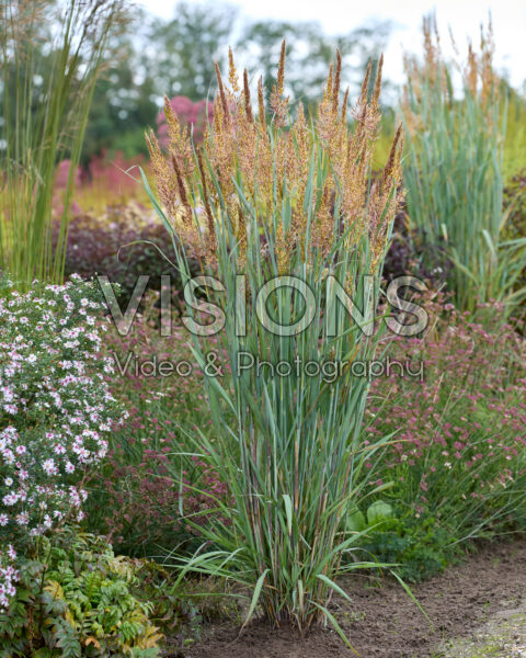 Sorghastrum nutans JS Michelito