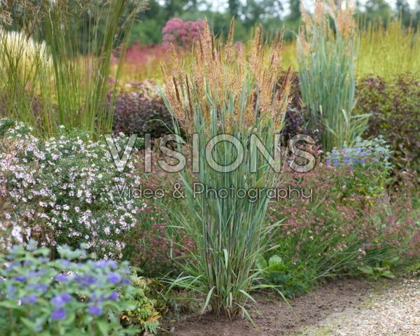 Sorghastrum nutans JS Michelito