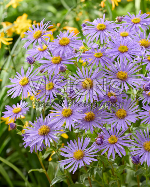 Aster x frikartii Mönch