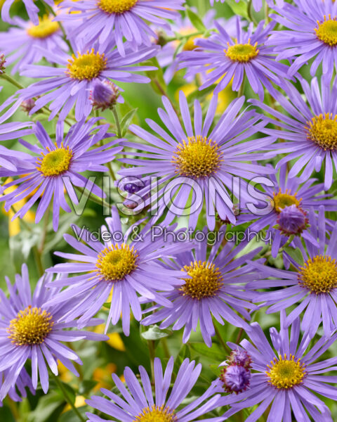 Aster x frikartii Mönch Aster x frikartii Mönch