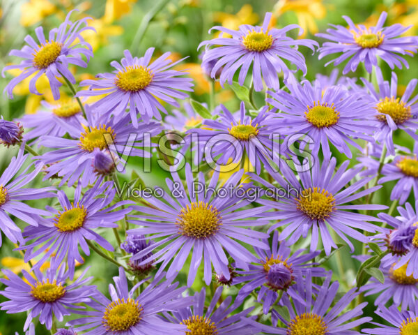 Aster x frikartii Mönch