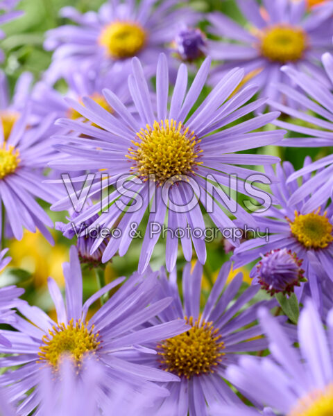 Aster x frikartii Mönch