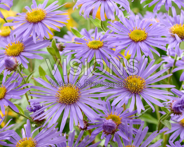 Aster x frikartii Mönch Aster x frikartii Mönch