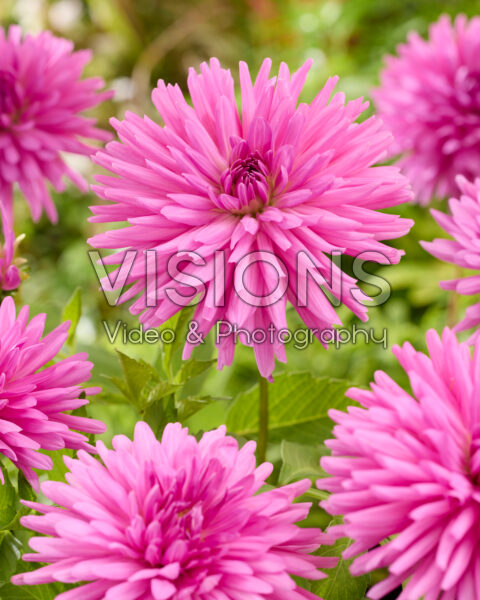 Dahlia Elga-Bergerhoff Dahlia Elga-Bergerhoff