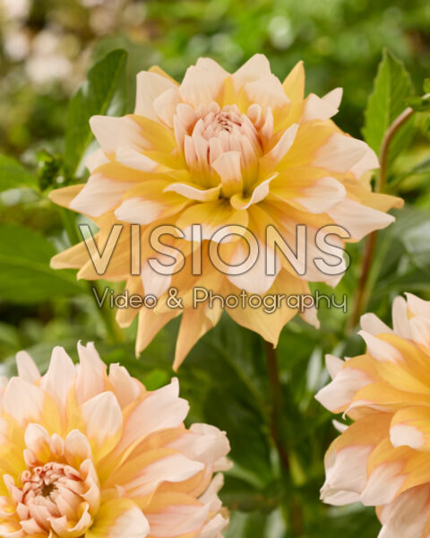 Dahlia Seattle