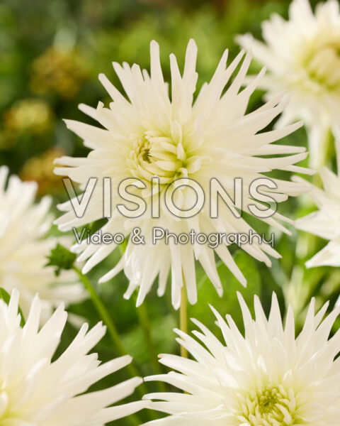Dahlia White Star