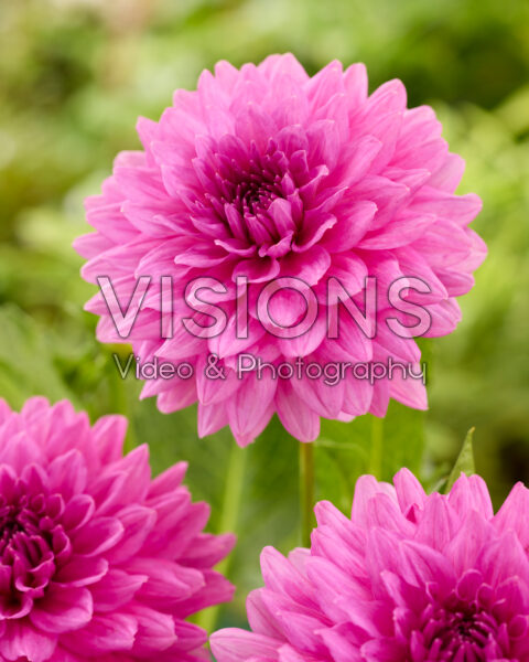 Dahlia Claudette