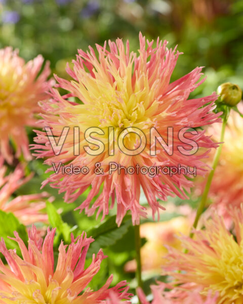 Dahlia Fringed Star
