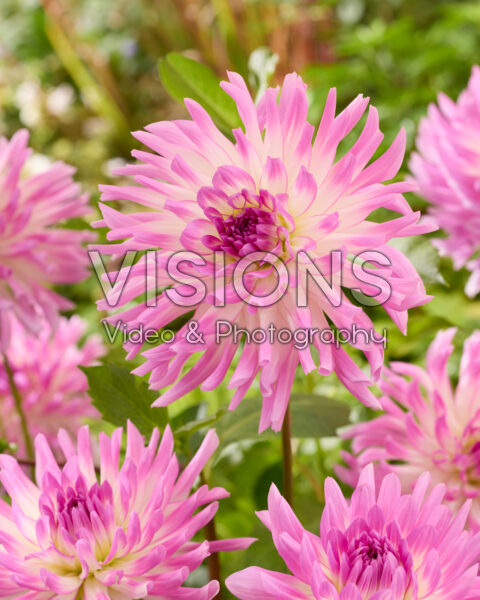 Dahlia Bold Accent