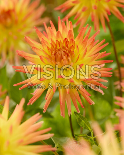 Dahlia Spassmacher Dahlia Spassmacher