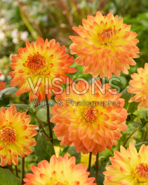Dahlia Vectra
