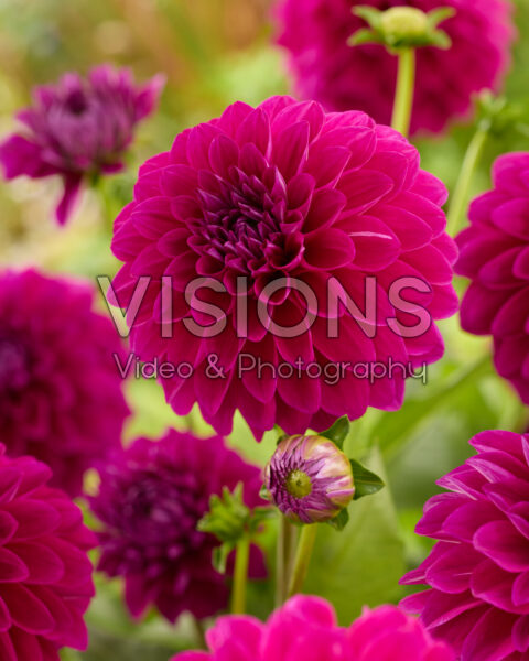 Dahlia Randy Crawford
